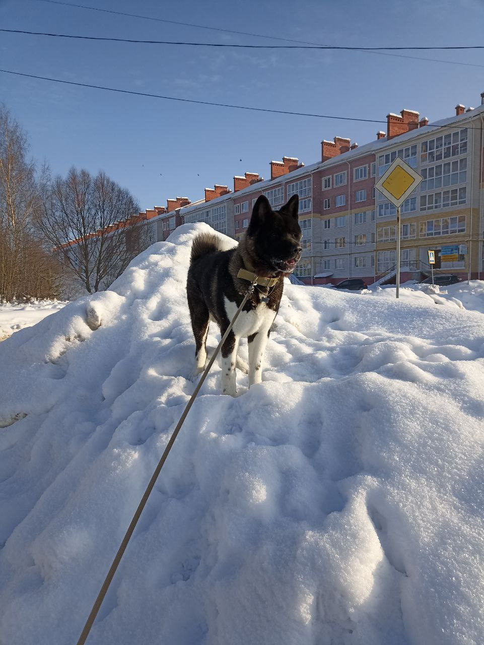 Rubylight Grom Американская акита питомник Рубилайт