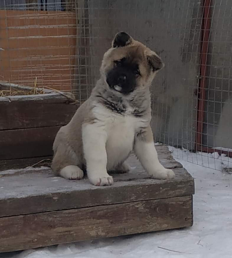 американская акита щенки купить питомник Санкт-Петербург кобель для вязок
