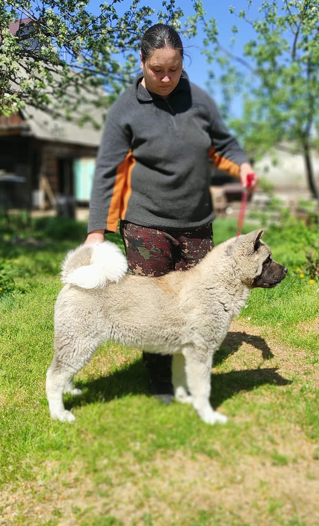 американская акита щенки купить питомник Санкт-Петербург кобель для вязок Вольф * Dilinze's Hause Orion  Wolf кобель Акита Рубилайт Rubylight питомник вязка американская акита