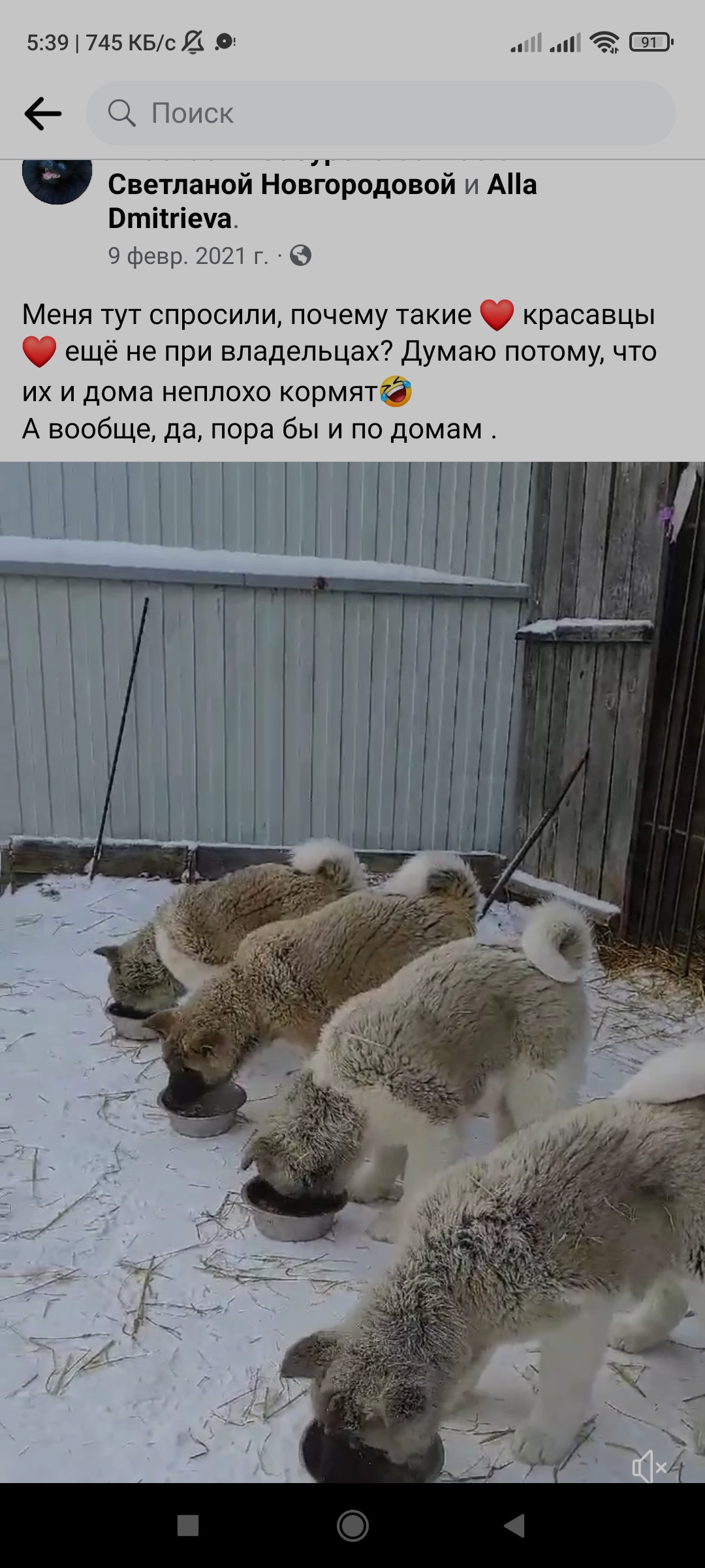 американская акита щенки купить питомник Санкт-Петербург кобель для вязок