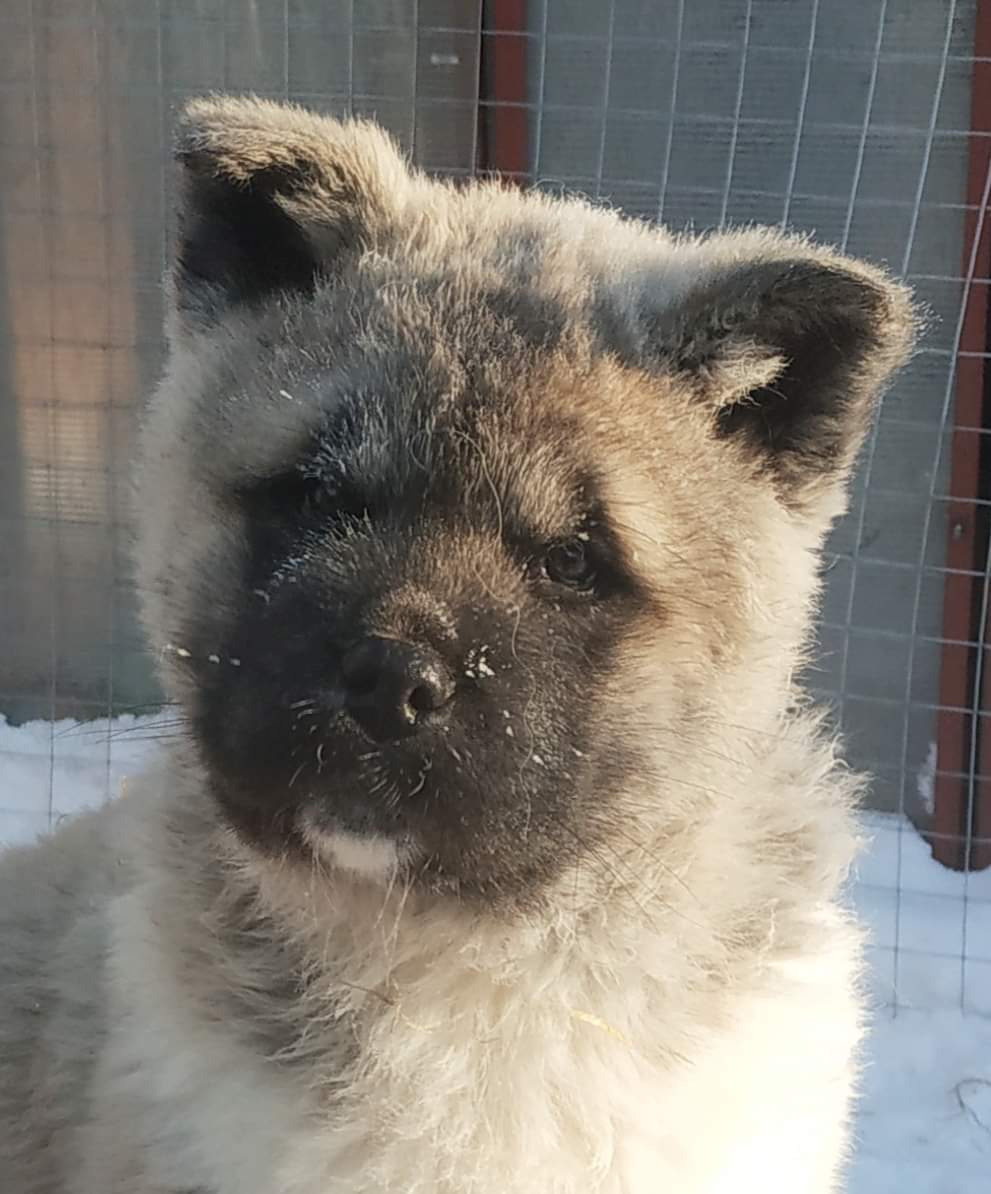 американская акита щенки купить питомник Санкт-Петербург кобель для вязок Вольф * Dilinze's Hause Orion  Wolf кобель Акита Рубилайт Rubylight питомник вязка американская акита