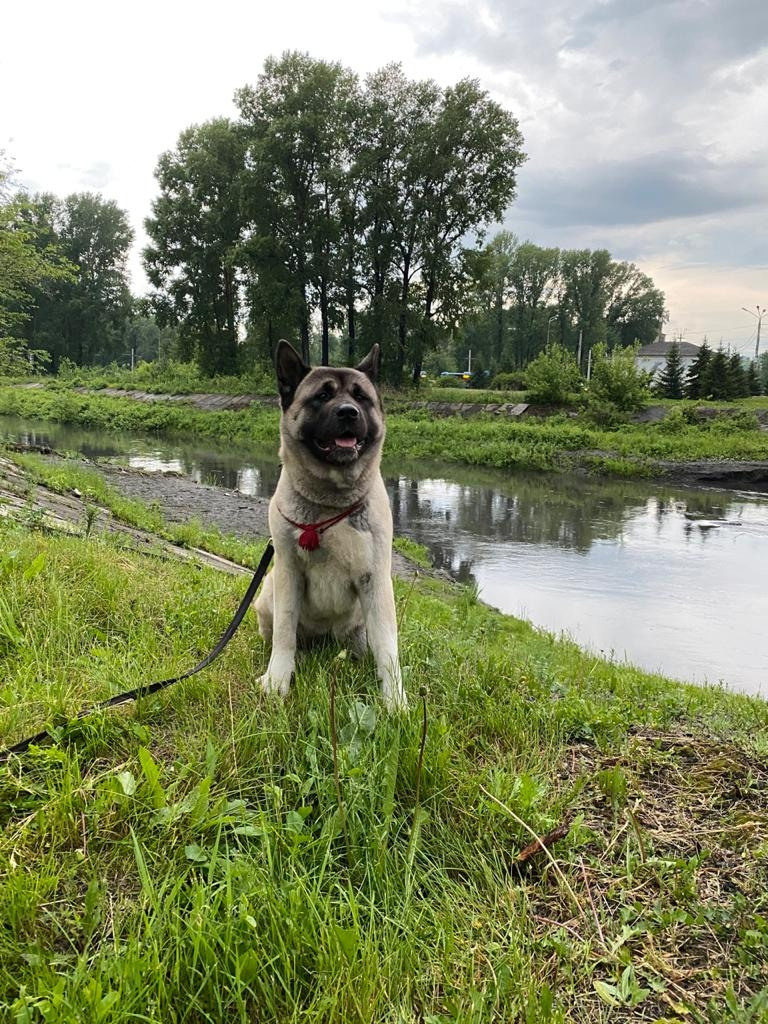 RUBYLIGHT ASTORIA. AMERICAN AKITA RUBYLIGHT KENNEL I SHIBA-INU