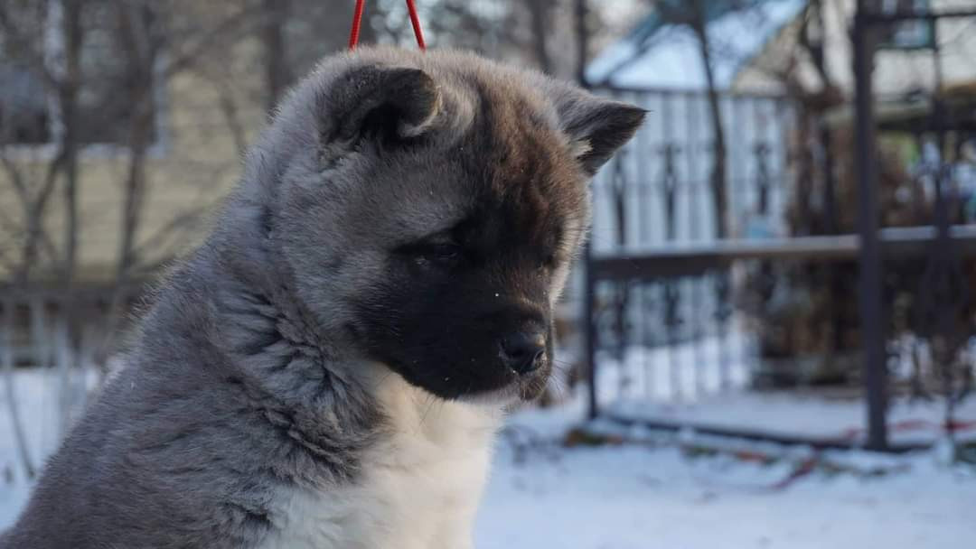 американская акита щенки купить питомник Санкт-Петербург кобель для вязок