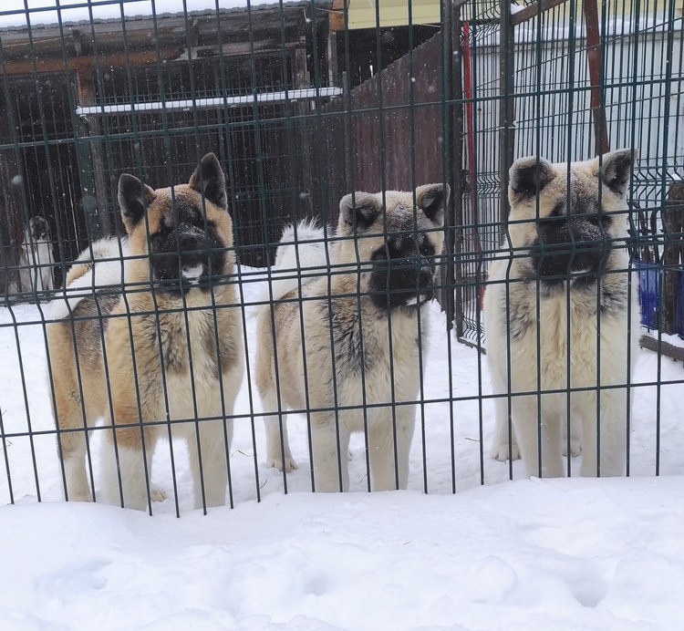 американская акита щенки купить питомник Санкт-Петербург кобель для вязок