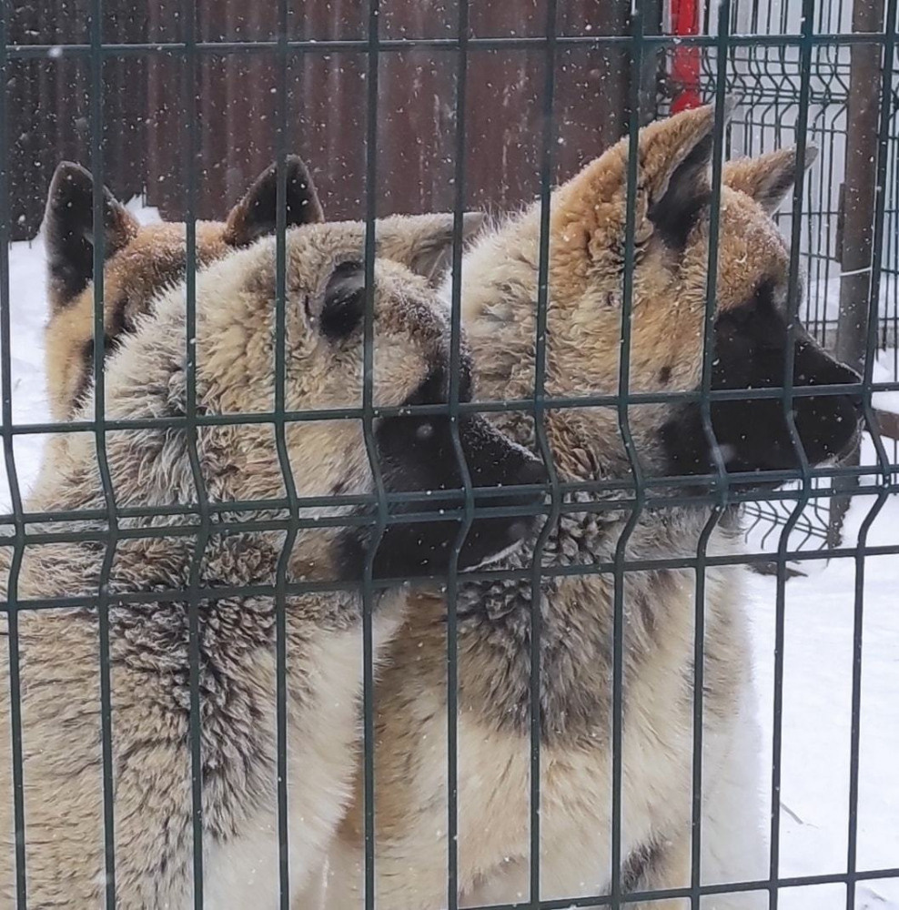 американская акита щенки купить питомник Санкт-Петербург кобель для вязок