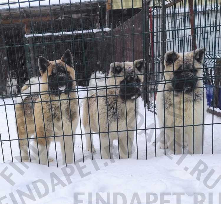 американская акита щенки купить питомник Санкт-Петербург кобель для вязок