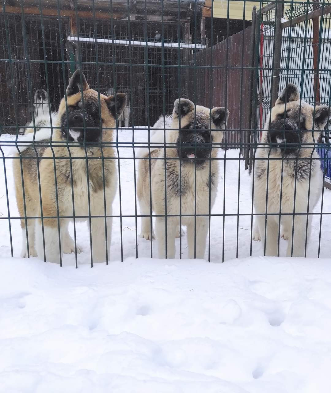 американская акита щенки купить питомник Санкт-Петербург кобель для вязок Вольф * Dilinze's Hause Orion  Wolf кобель Акита Рубилайт Rubylight питомник вязка американская акита