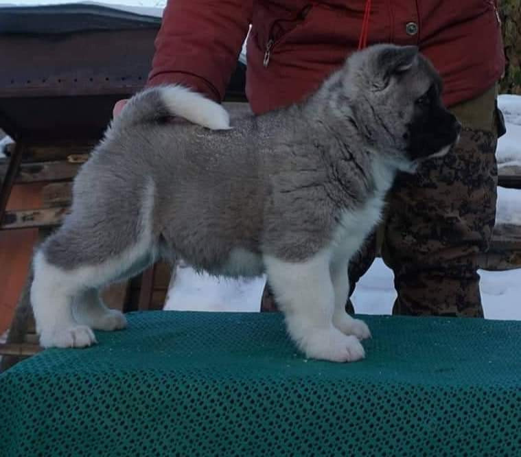 американская акита щенки купить питомник Санкт-Петербург кобель для вязок