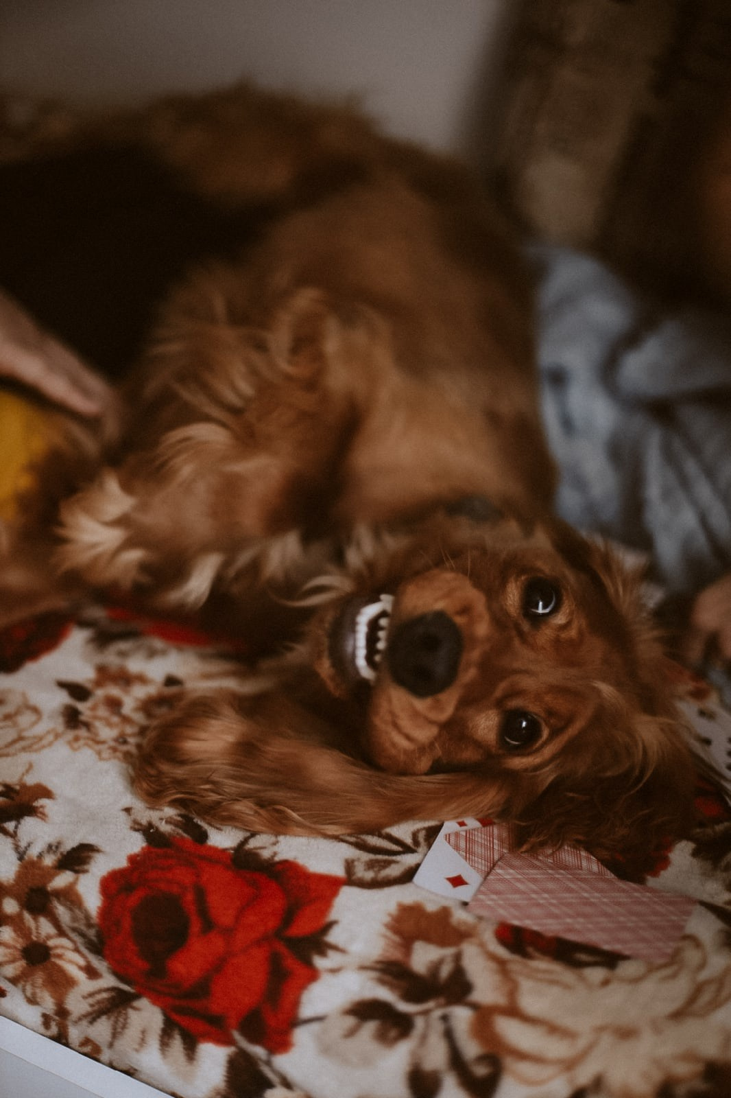 Евгения и Дима 2018. Фотограф Наталья Шпиллер Санкт-Петербург