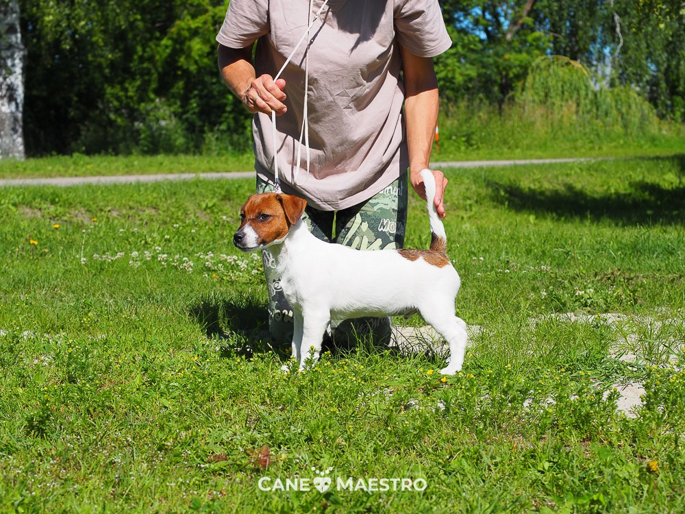 Мальчик 1 галерея. CANE MAESTRO — kennel Jack Russell Terrier