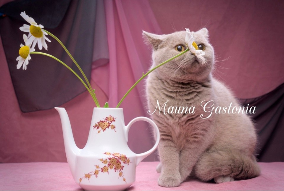 Peppi. Mauna Gastonia