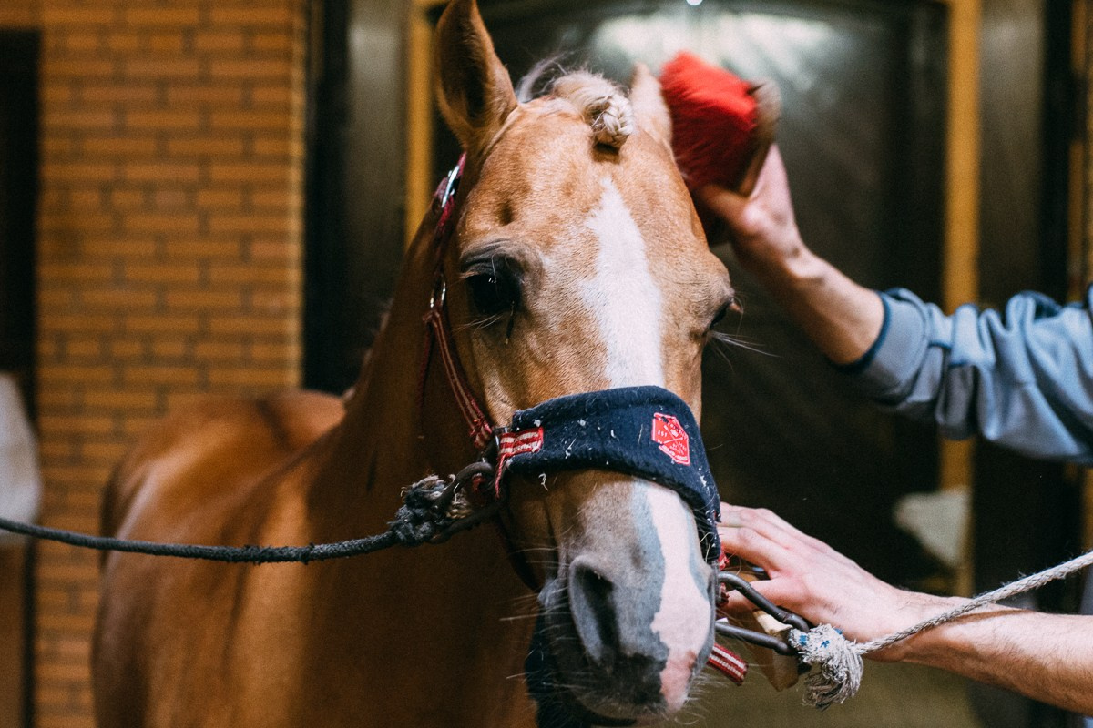 Выездка КСК «Дерби». Репортажный и семейный фотограф в Санкт-Петербурге Тарас Марченко