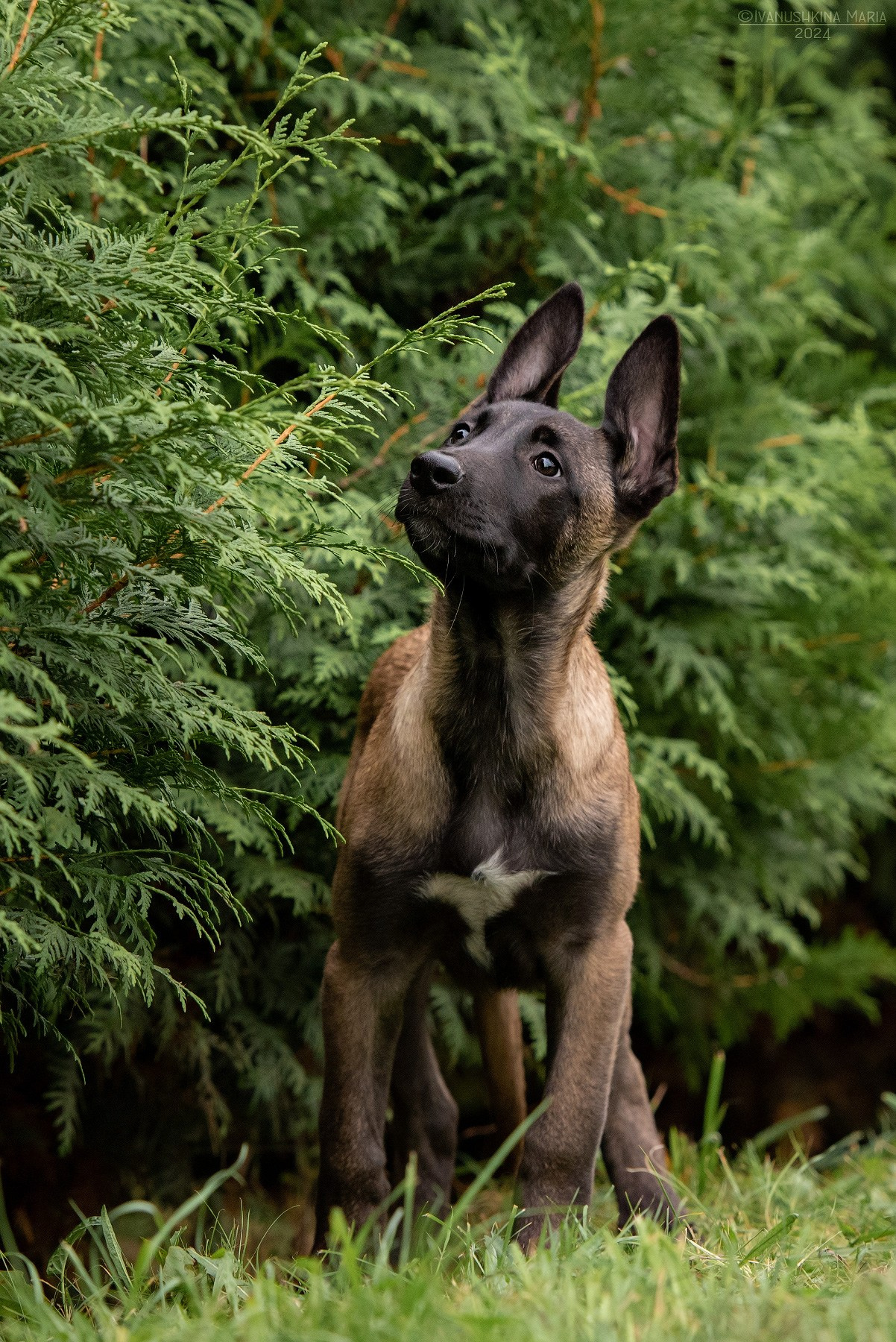 Фотосессия щенков на продажу. Фотограф собак в Москве и Московской области Иванушкина Мария