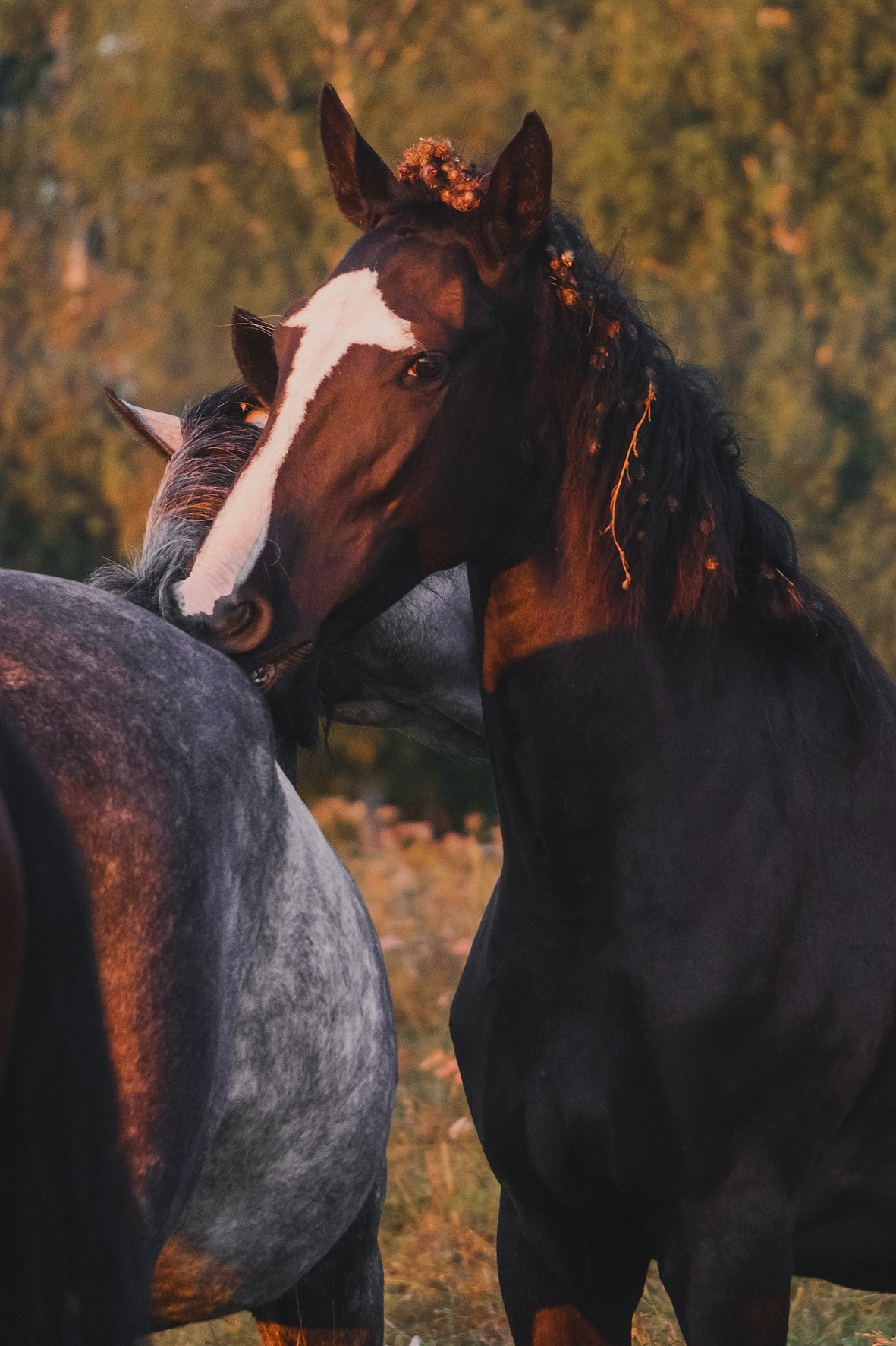 Life with horse. Saamill