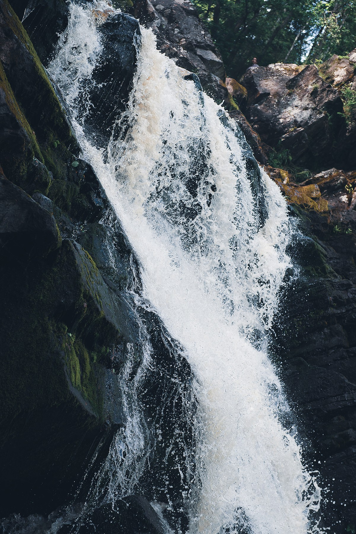 Карелия. Фотограф-анималист Наталья Светличная
