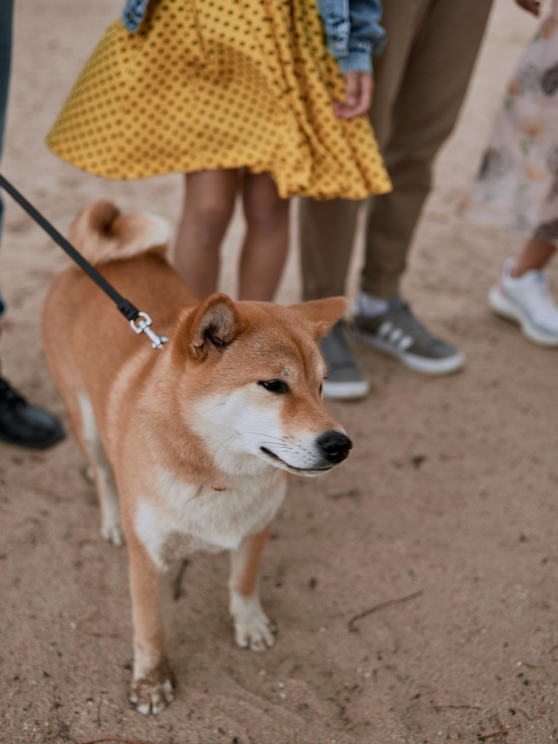 Семейная прогулка с Ами. Портретный фотограф в Санкт-Петербурге