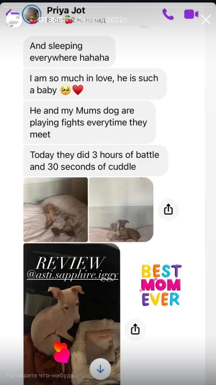 Welcome. Профессиональный питомник левреток РКФ/FCI ASTI SAPPHIRE 💎 Сочи|Санкт-Петербург