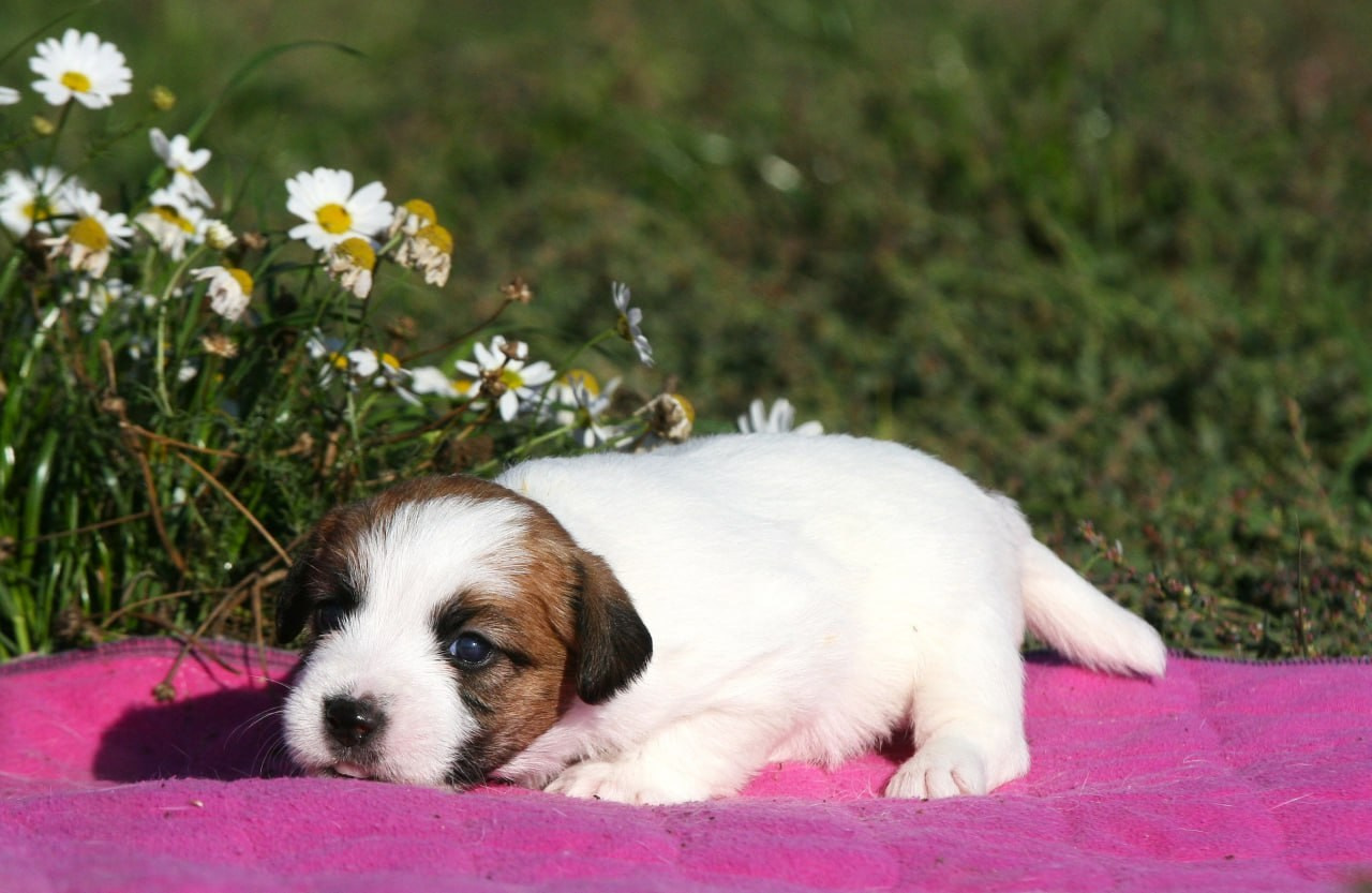 Сука 3. Lovely-Orange питомник джек рассел терьеров