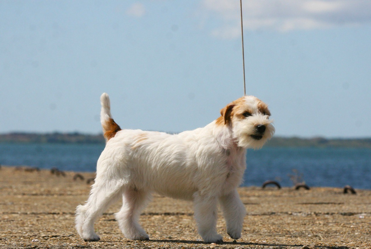 Lovely-Orange Colambina. Lovely-Orange питомник джек рассел терьеров