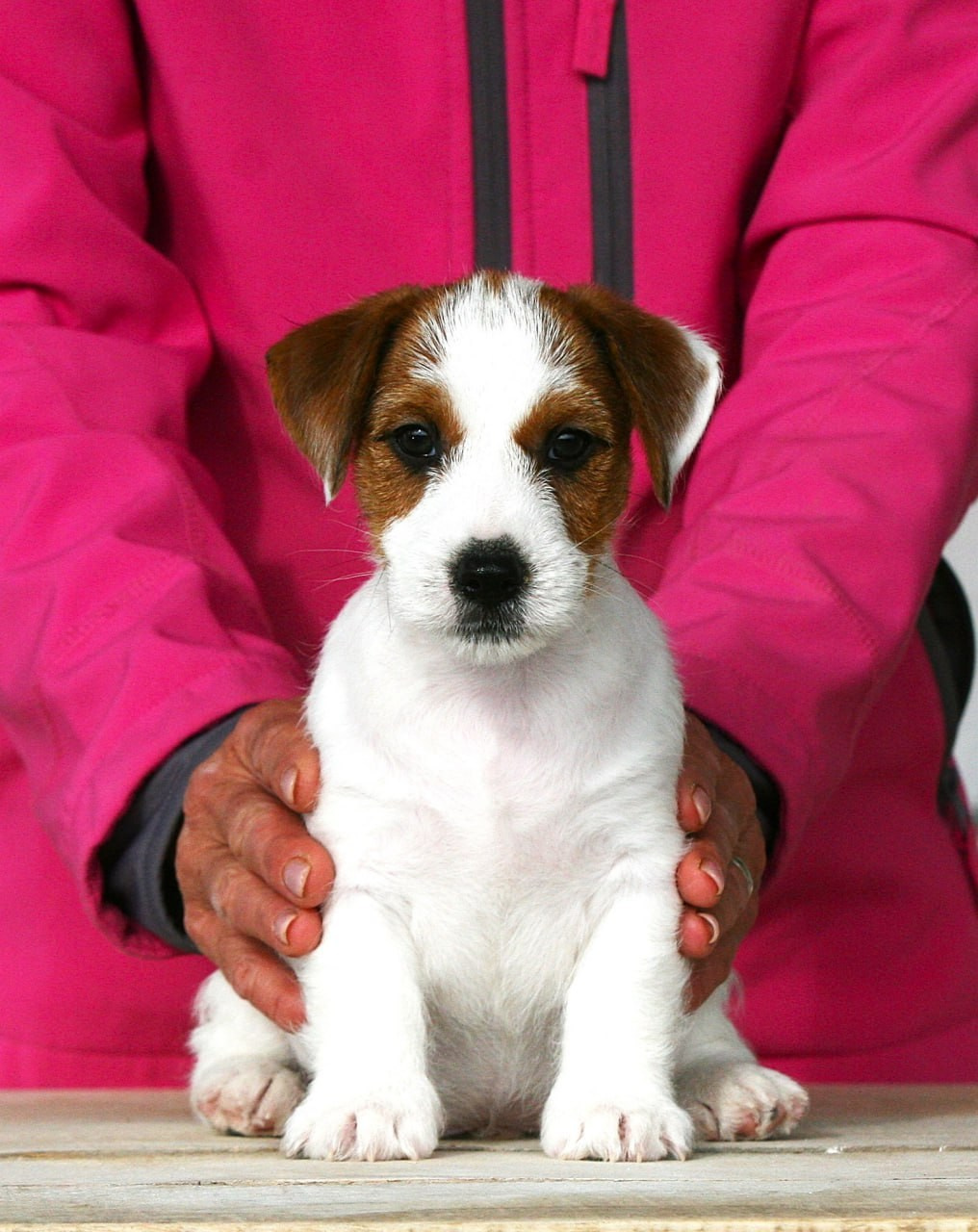 Male 2 brocken. Lovely-Orange питомник джек рассел терьеров