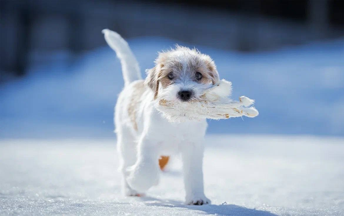 Сука 1. Lovely Orange kennel Jack Russell Terrier FCI/RKF