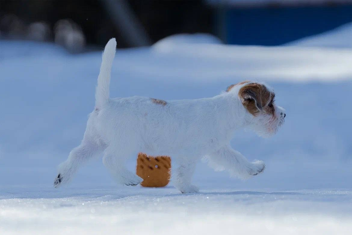 Сука 3. Lovely-Orange питомник джек рассел терьеров