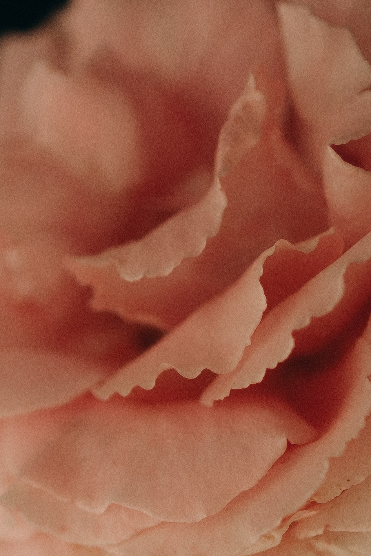 Фотопроект «Время Роз». Семейный фотограф в Ижевске Даша Денисова