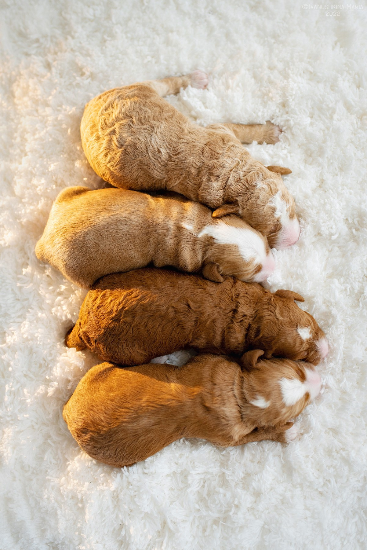 Ньюборн фотосессия щенков. Фотограф собак в Москве и Московской области Иванушкина Мария