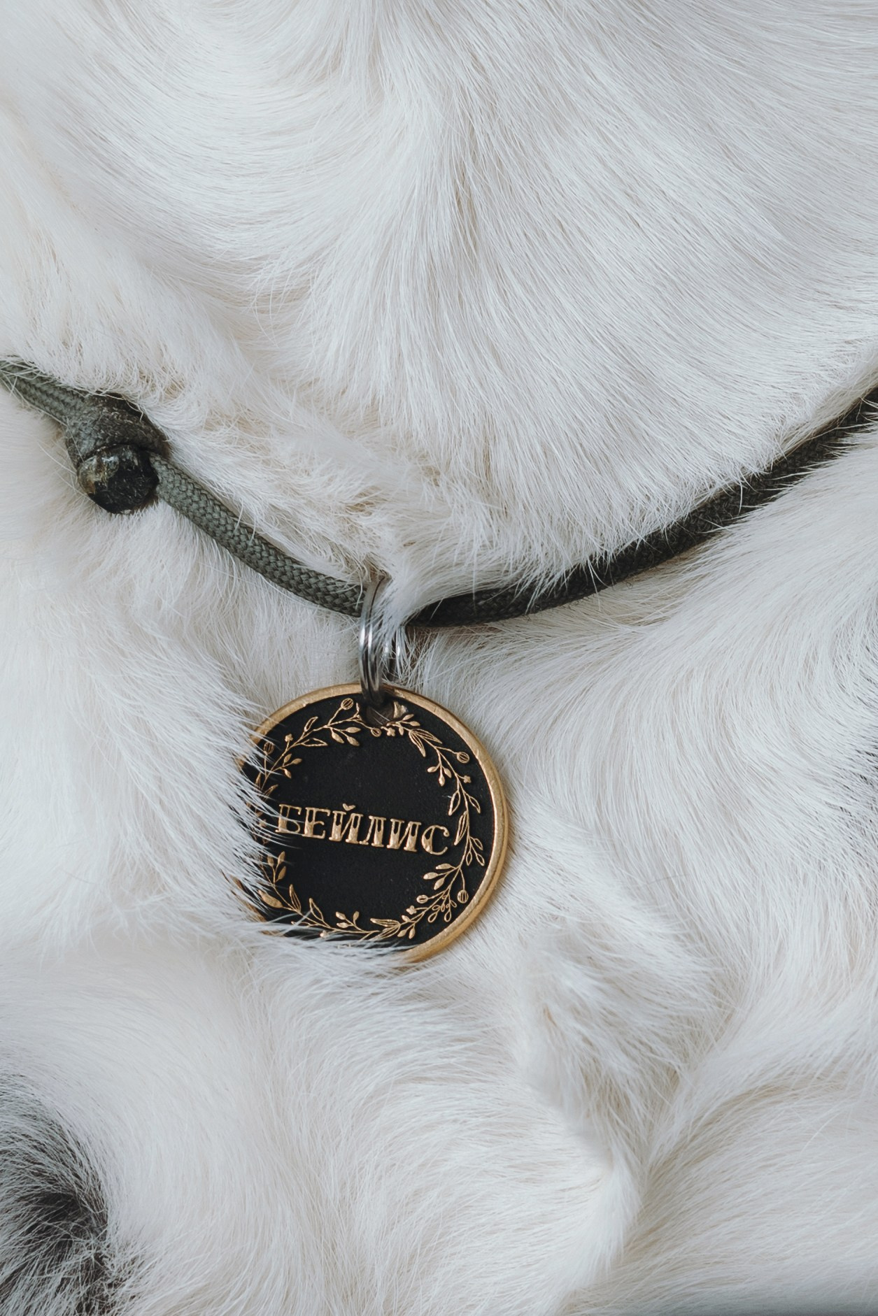 Анна и Бейлис. Фотограф — анималист Владивосток, Алина