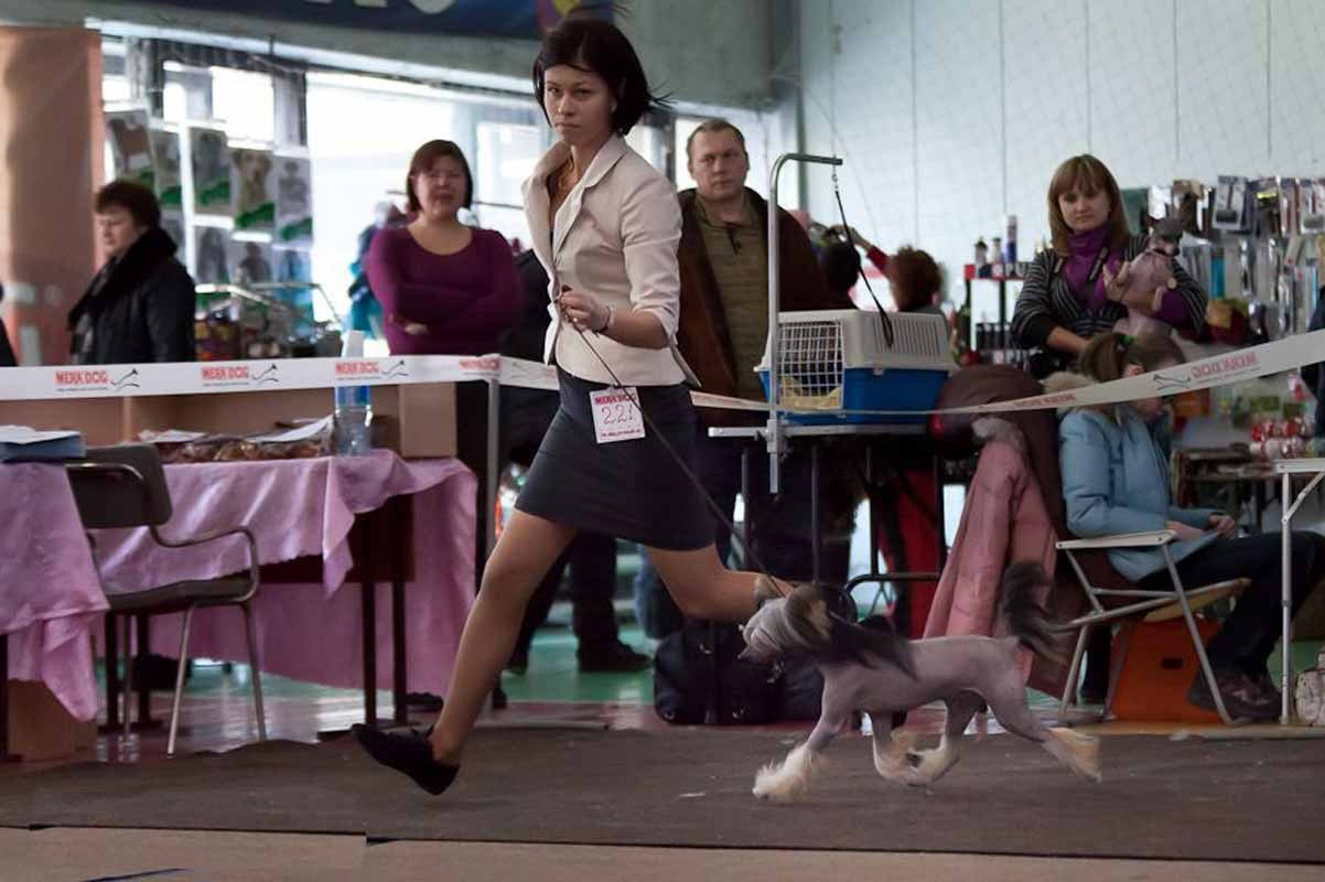 Нерону (Zlato Dinastii Neron) — 14 лет. Поздравляем тебя, наш знаменитый папа!. Питомник китайских хохлатых собак Poale Ell: купить щенка