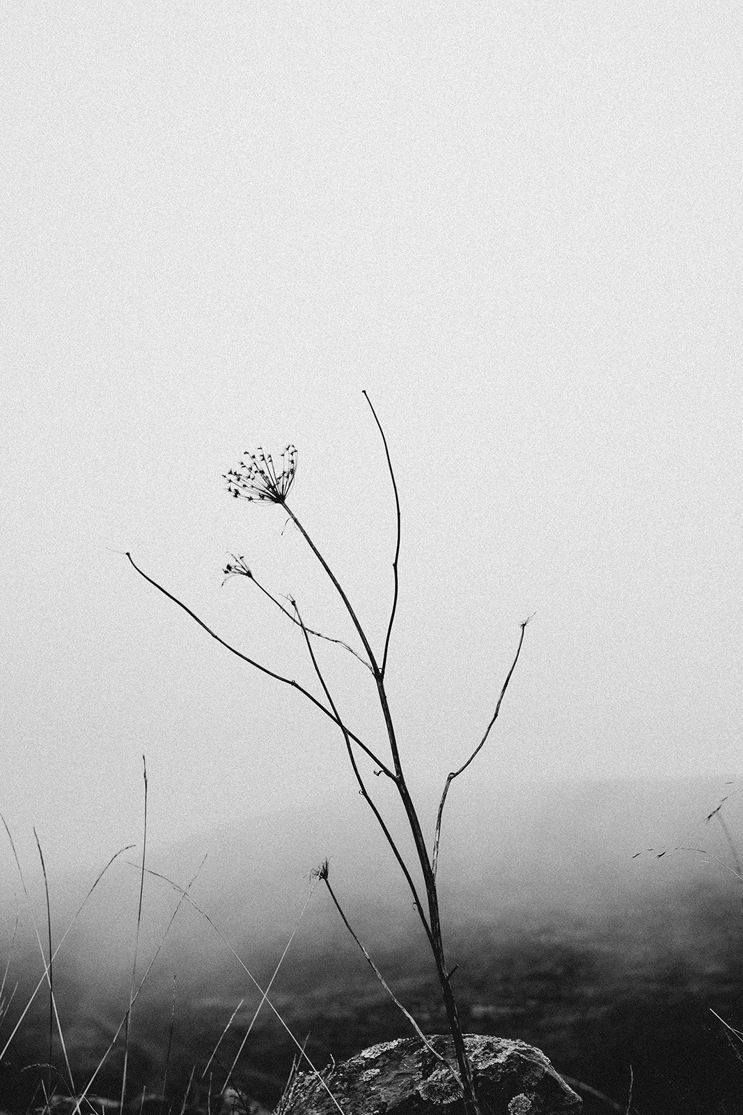 Prints. North Ossetia