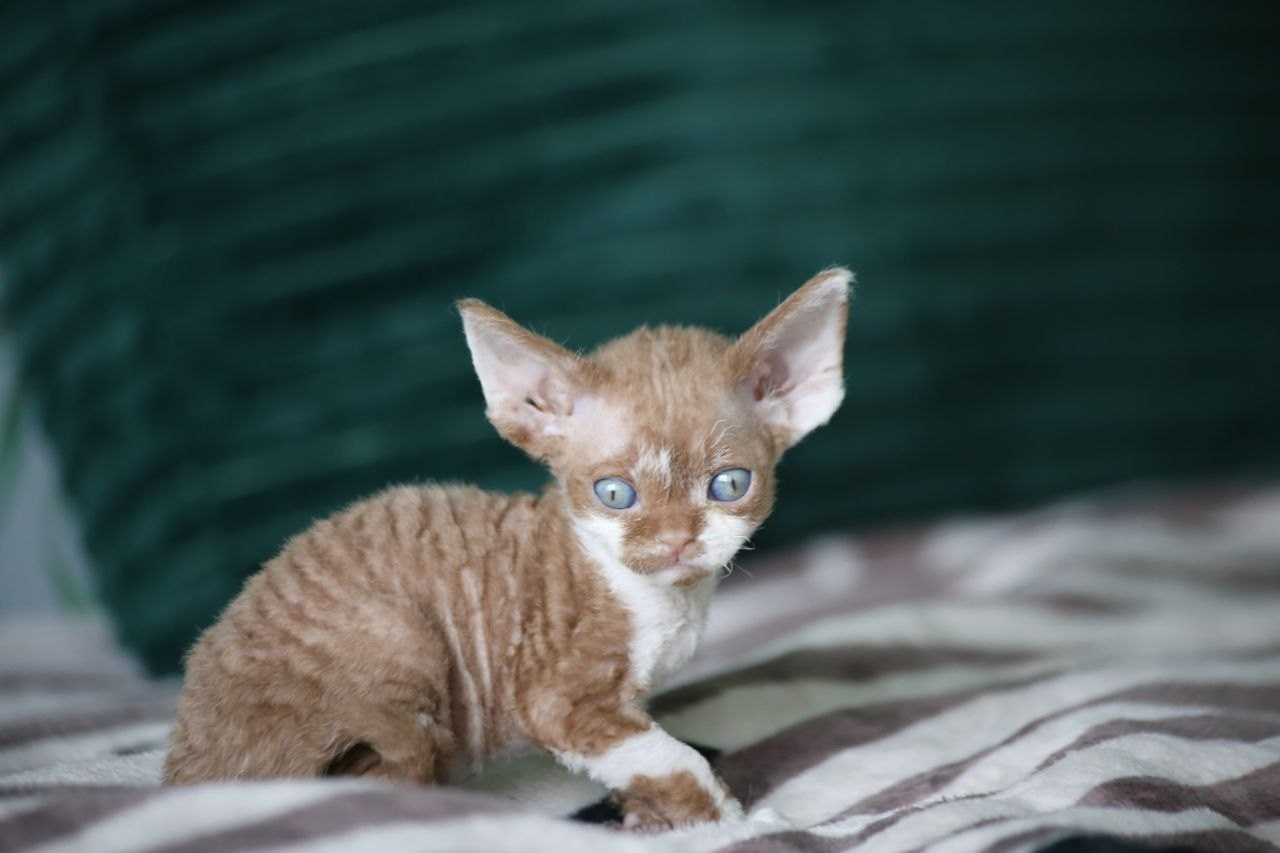 Nevskiy Favorite — питомник девон-рексов в Санкт-Петербурге. Здоровые, ласковые и редкие котята