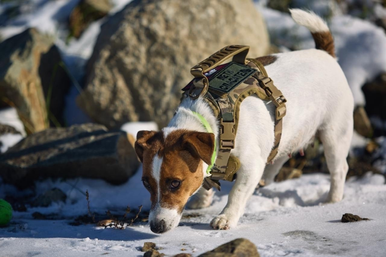 Фотопрогулка с хвостиком. Buyvolenko Andrey