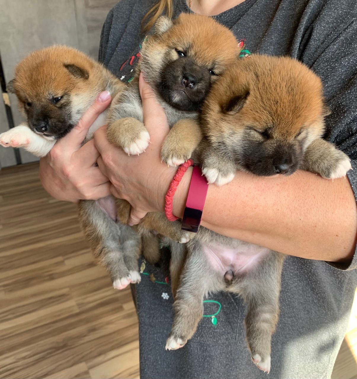 сиба питомник Рубилайт щенки на продажу rubylight  сиба щенки купить СПб Санкт-Петербург