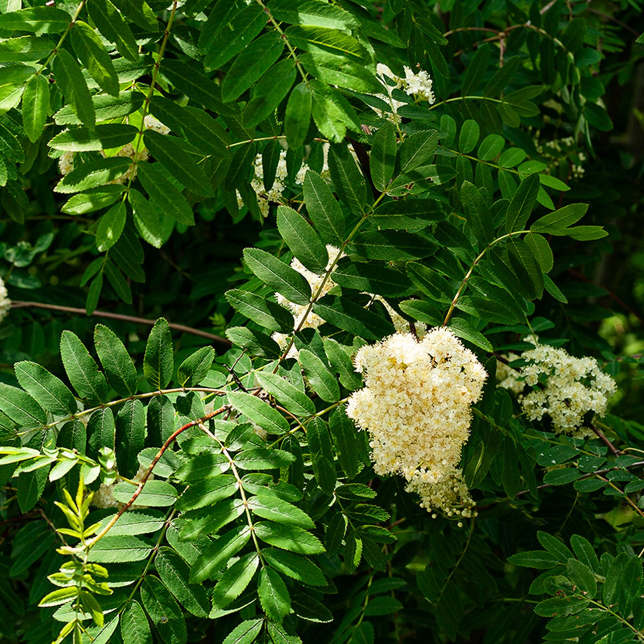 Деревья. Природа севера