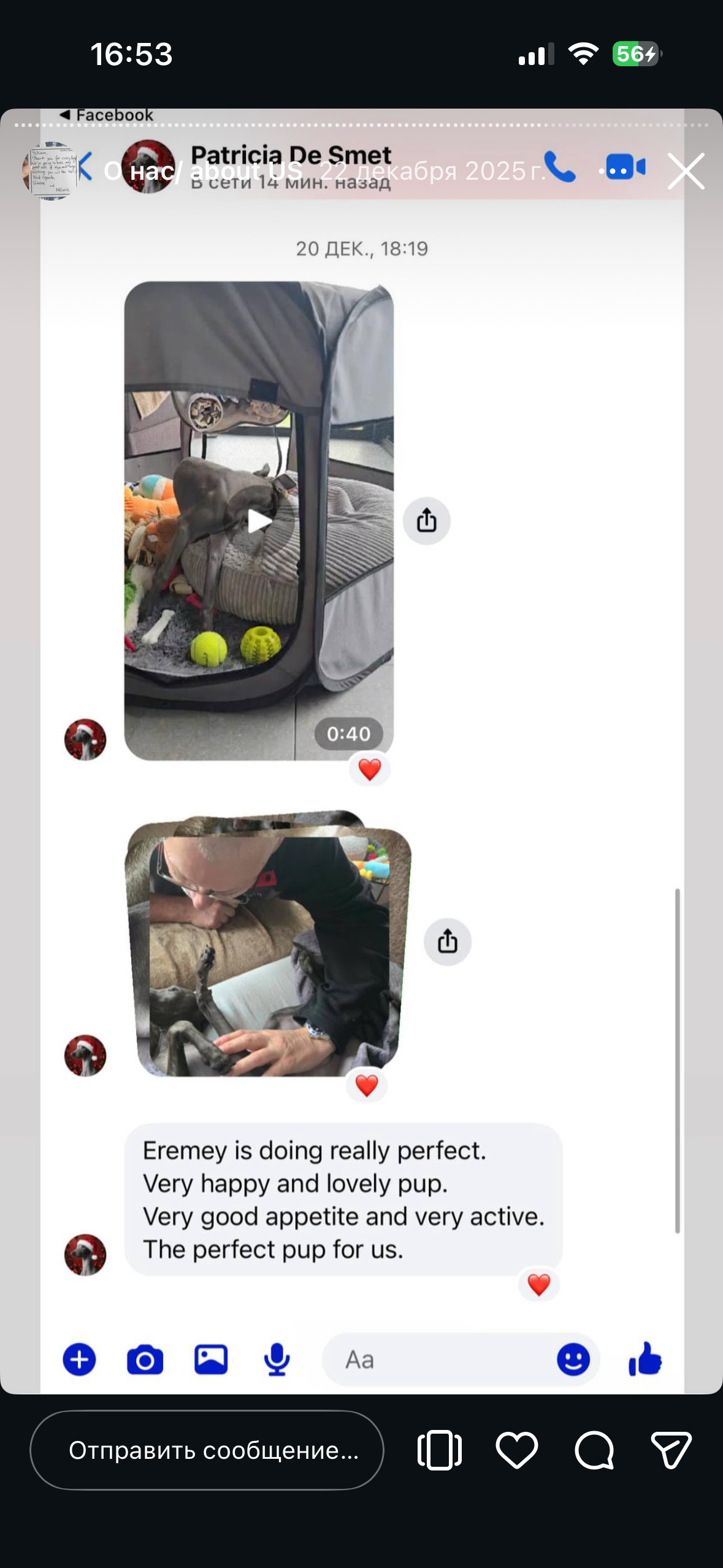 Отзывы от наших любимых владельцев. Профессиональный питомник левреток РКФ/FCI ASTI SAPPHIRE 💎 Сочи|Санкт-Петербург