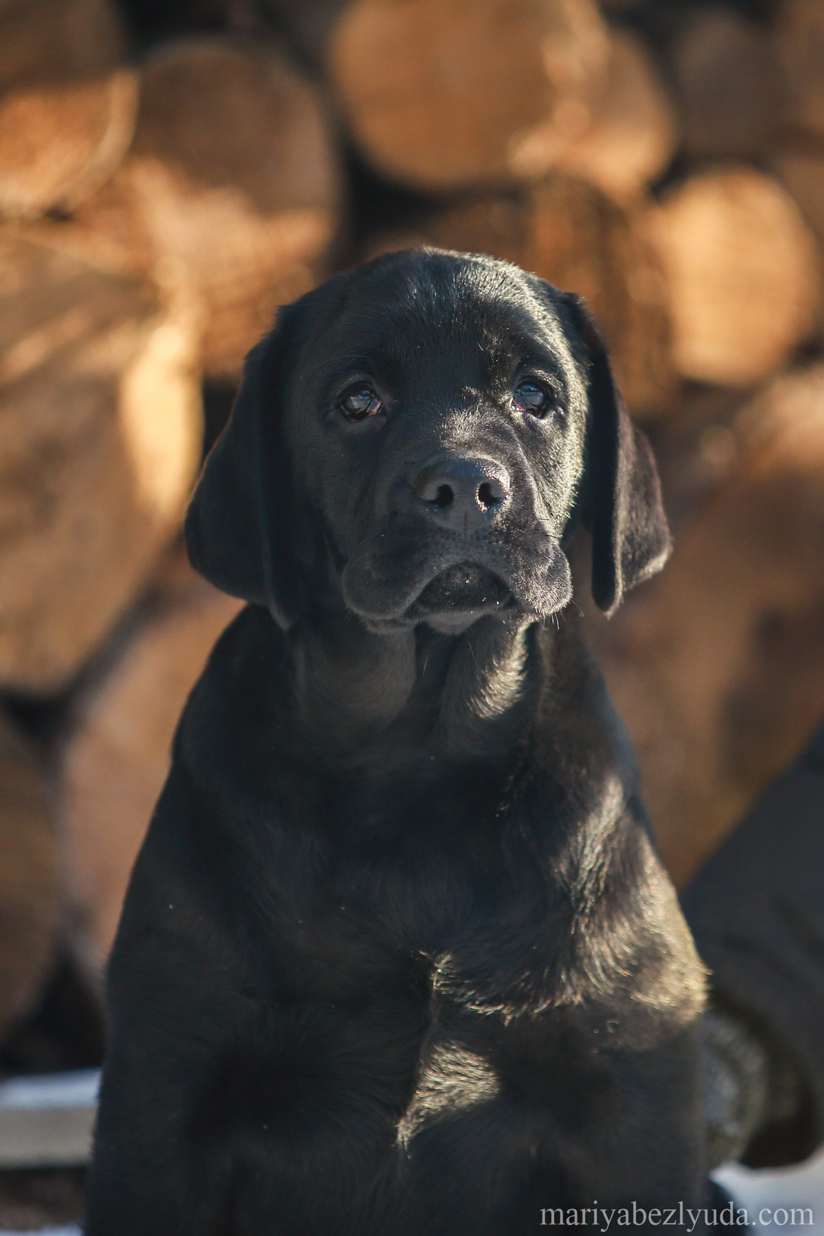 Щенки. Семейный и детский фотограф в Москве Мария Быкова