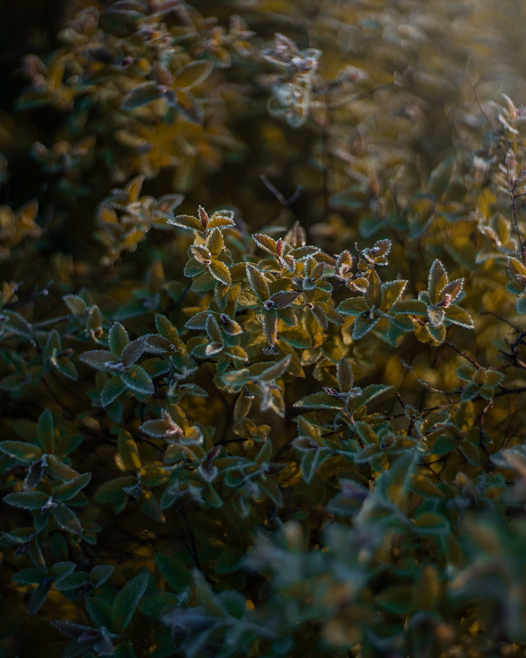 Лия и Чарли. Фотограф анималист в Москве и Санкт-Петербурге Свиридова Анна