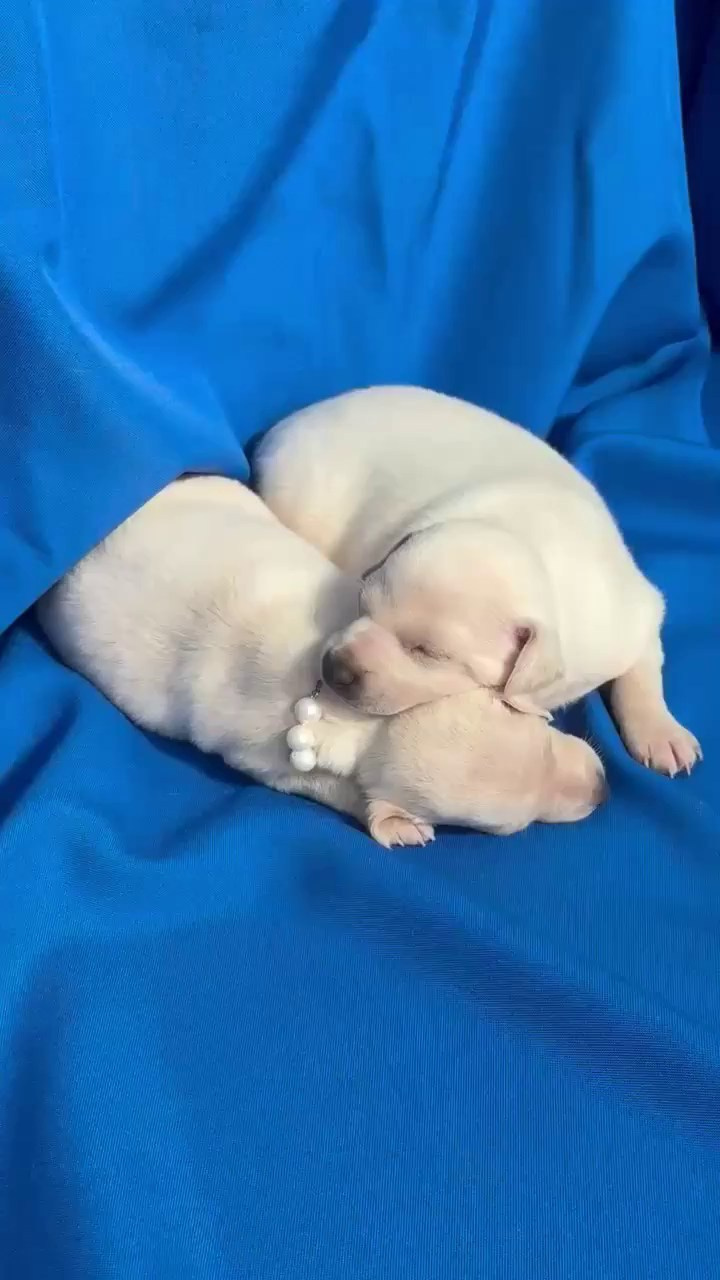 Белоснежные. Профессиональный питомник левреток РКФ/FCI ASTI SAPPHIRE 💎 Сочи|Санкт-Петербург