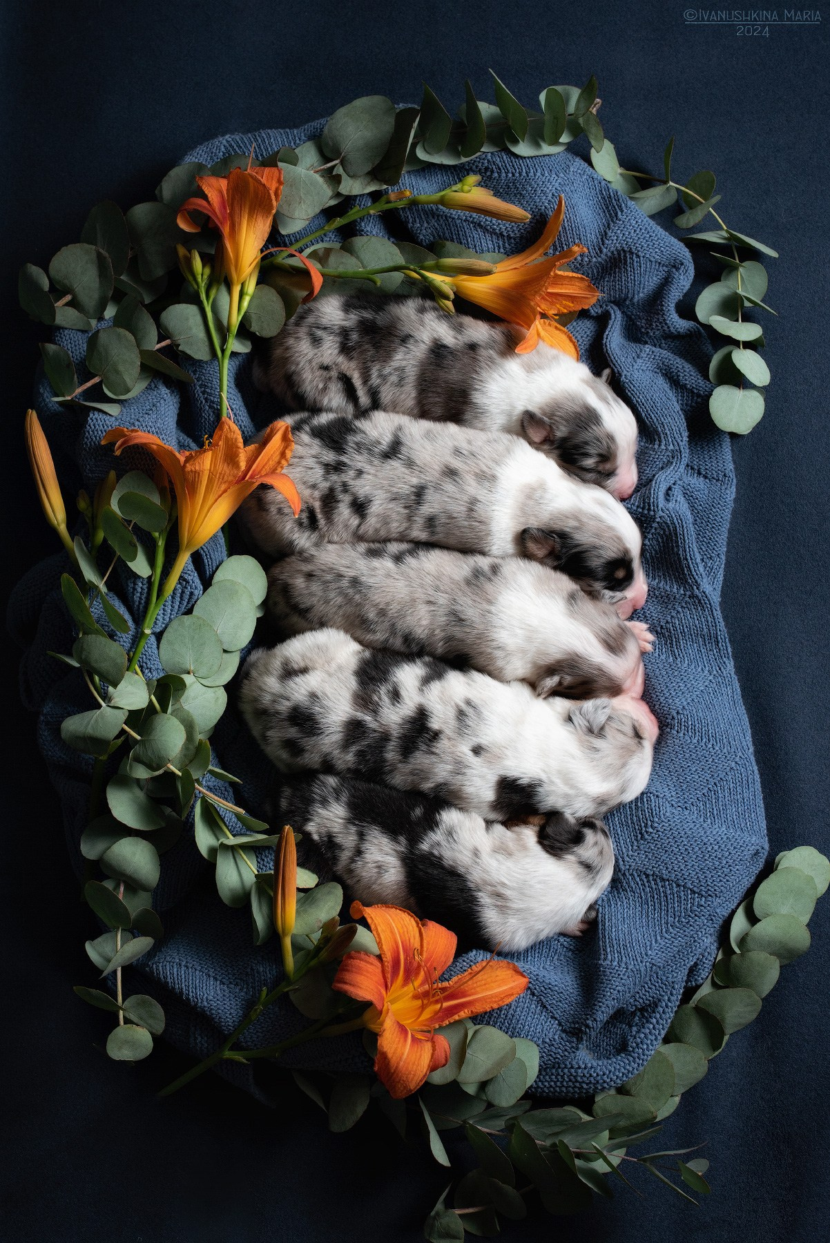 Ньюборн фотосессия щенков. Фотограф собак в Москве и Московской области Иванушкина Мария