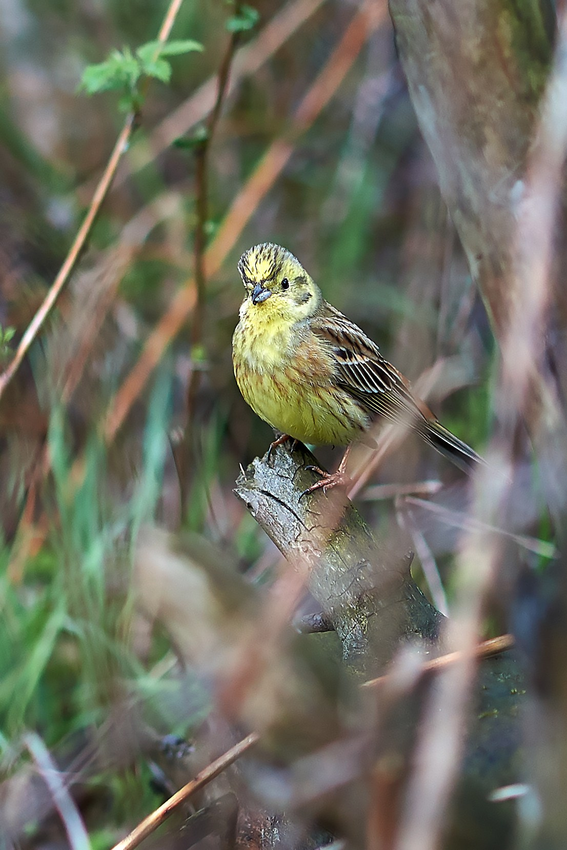 Наша мать — природа. Фотограф Владимир Артамонов