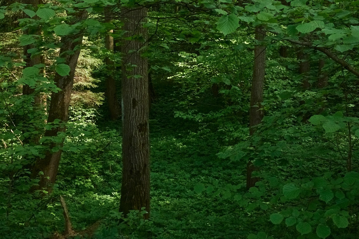 Окна 25. Иван Кобяков