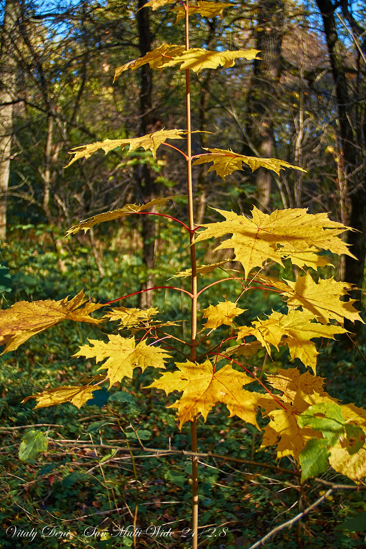 Унылая пора! Очей очарованье!. Сайт фотографа Виталия Дени