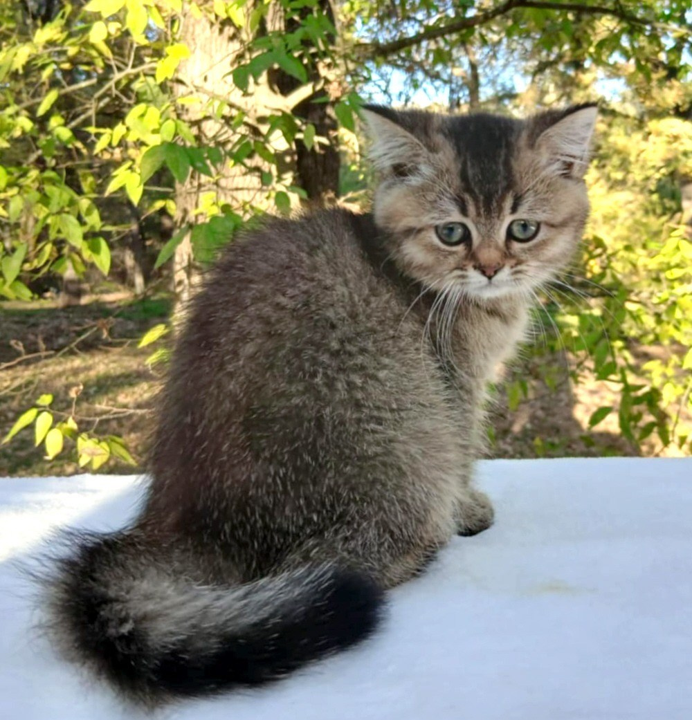 Shusha, DB-08.25.25, female, $1200. British shorhair Cats
