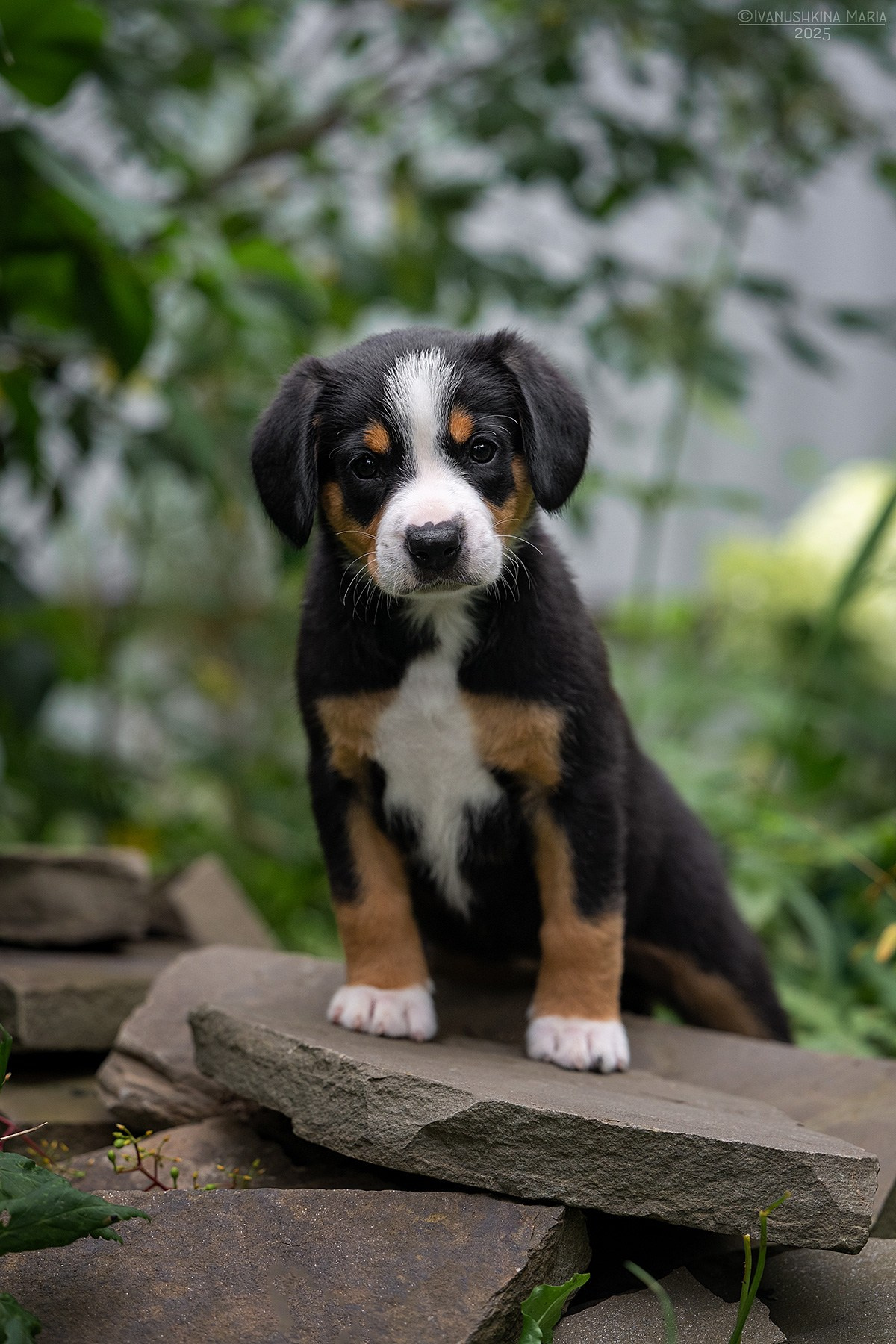 Фотосессия щенков на продажу. Фотограф собак в Москве и Московской области Иванушкина Мария