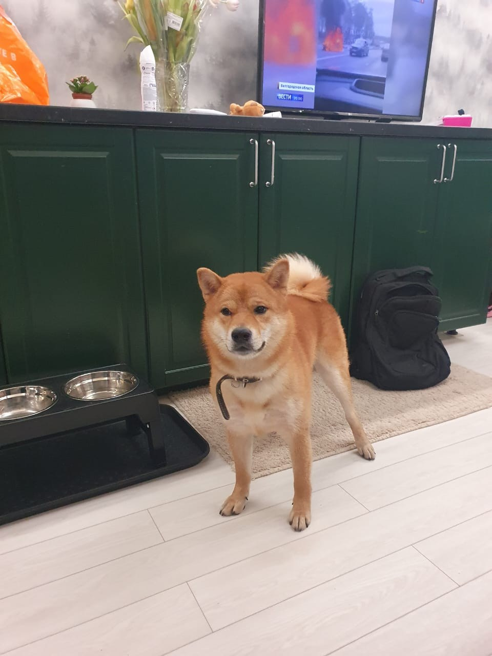 сиба питомник Рубилайт щенки на продажу rubylight  сиба щенки купить