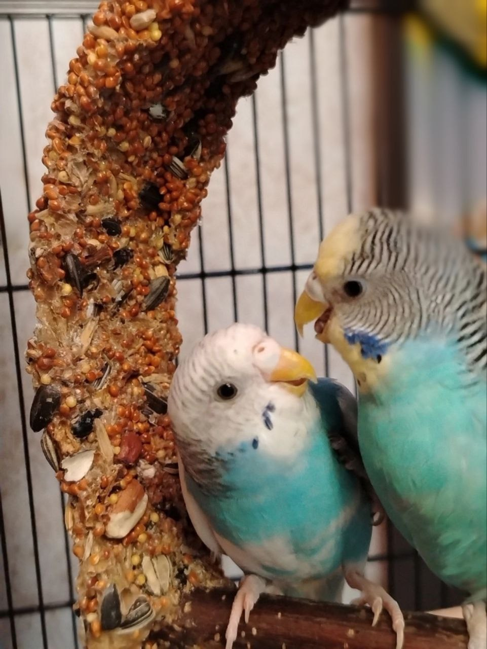 В мире животных. Фотокружок «Видоискатель» ГБОУ СОШ № 291