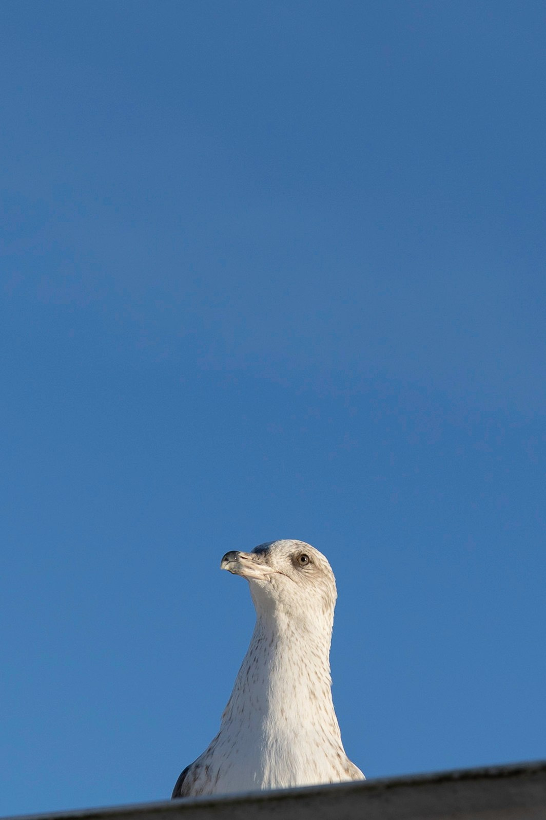 Art prints. Фотограф алина стерхова, алина стерхова фотограф, фотограф москва