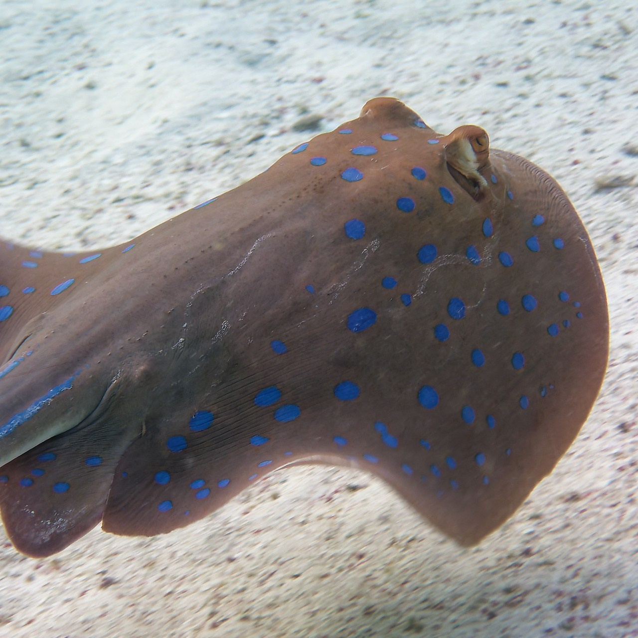 Мне посмотреть. Рыбов показываю