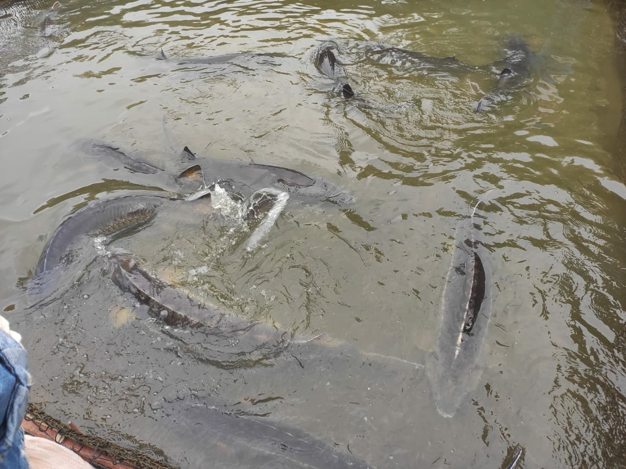 Астрахань | 17-18.10.2020. Галерея Фантим